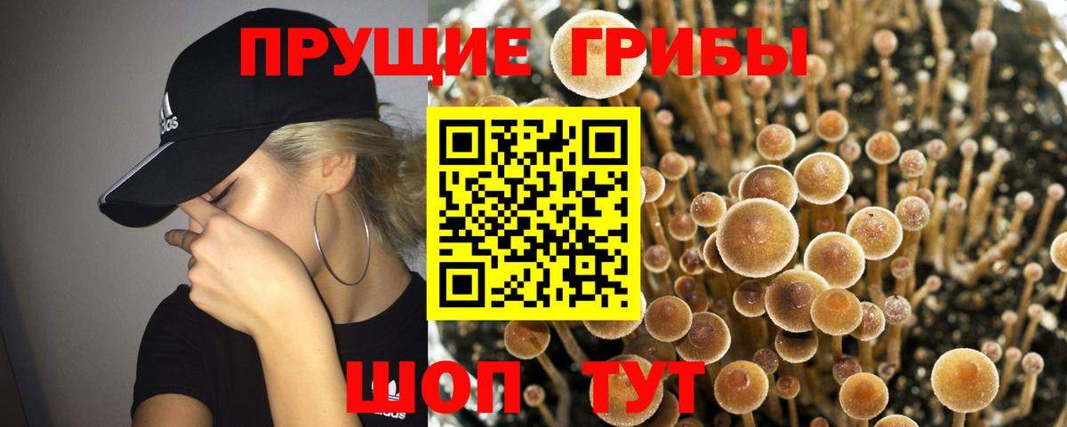 Псилоцибиновые грибы Cubensis Борзя
